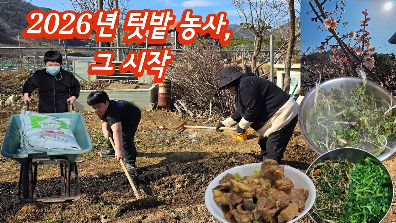 2026년 3월 텃밭 농사 시작, 봄나물(유채, 냉이), 엄마표 요리