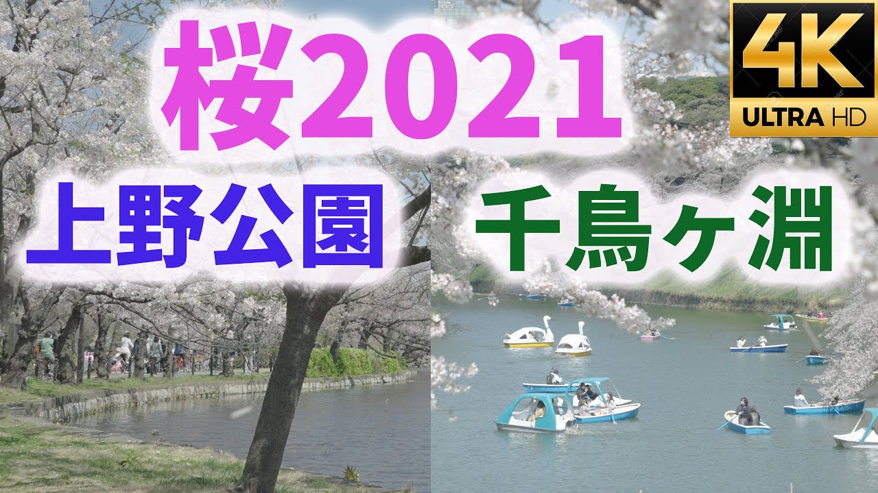 【桜2021上野公園 千鳥ヶ淵】Cherry blossoms【&alpha;7SⅢ】【4K】