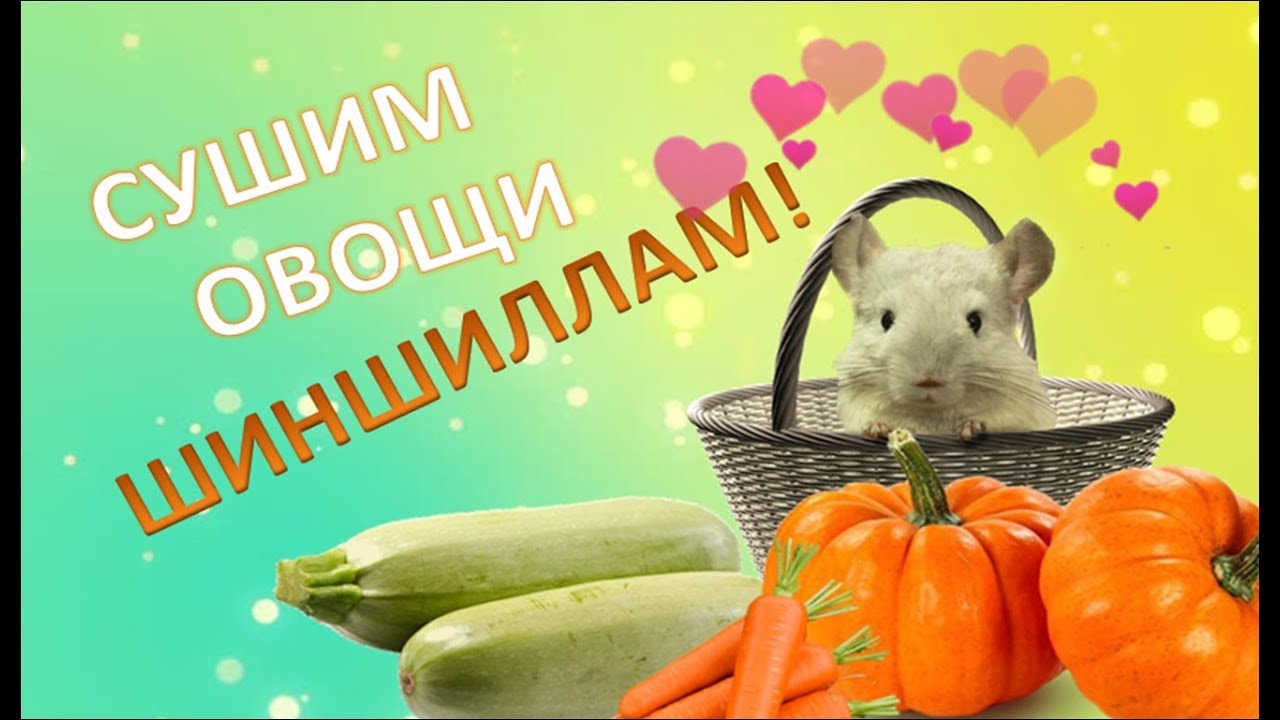Как сушить овощи ШИНШИЛЛАМ? DIY