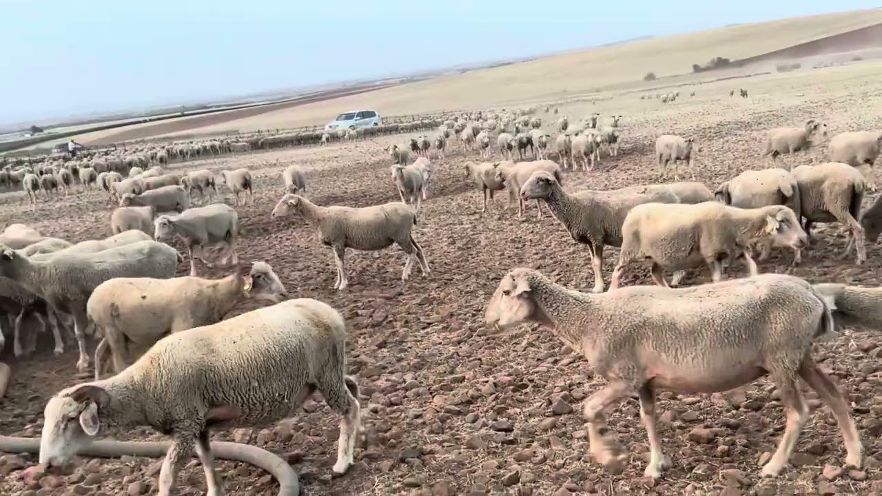 La oveja cornuda no la cambies por ninguna y si la cambias dos por una