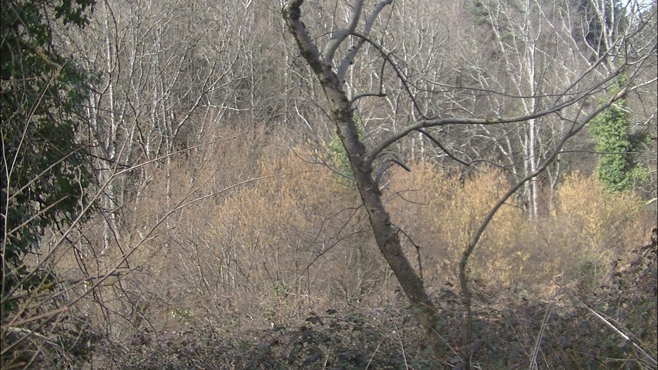 De la route de Malmont au ruisseau le Malval  au Chambon-Feugerolles