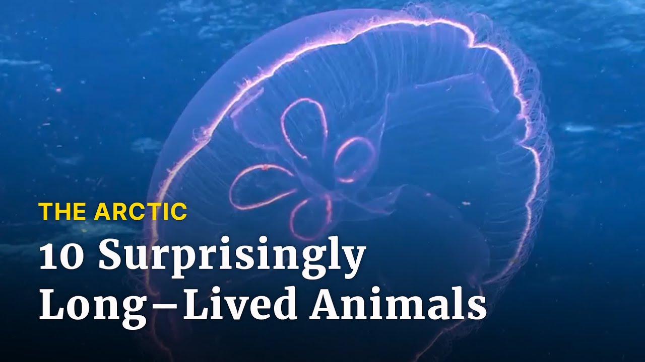 Top of the World: Top 10 Longest Living Animals