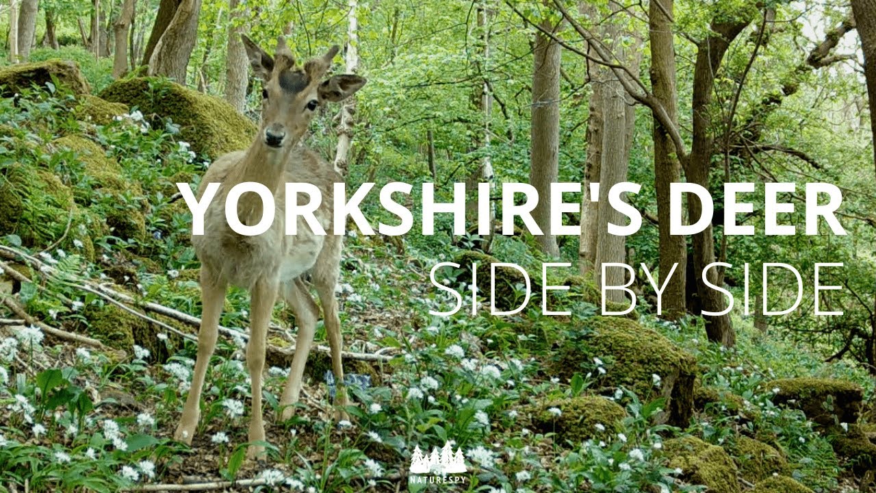 Discover the species of deer living in the North York Moors National Park