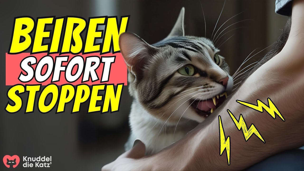 Wenn deine Katze beim Streicheln bei&szlig;t, tu DAS! 😲