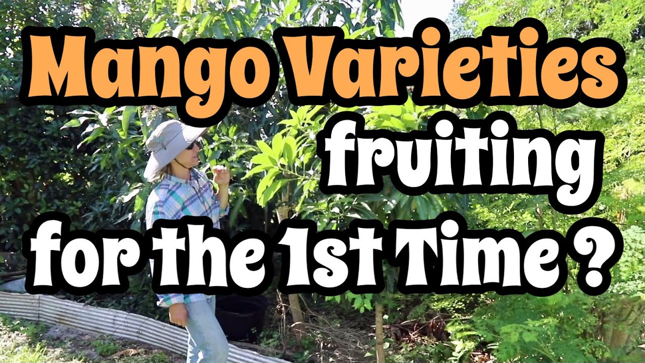 Mango Varieties Fruiting for the First Time?