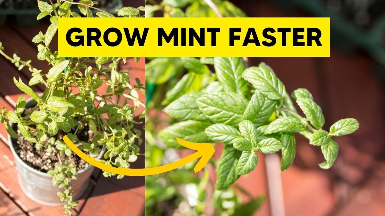 How To Grow Mint At Home For Beginners!