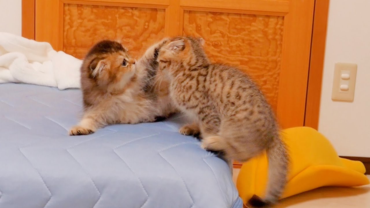играть! Милый брат-кот, который одной рукой останавливает настойчивого котенка.
