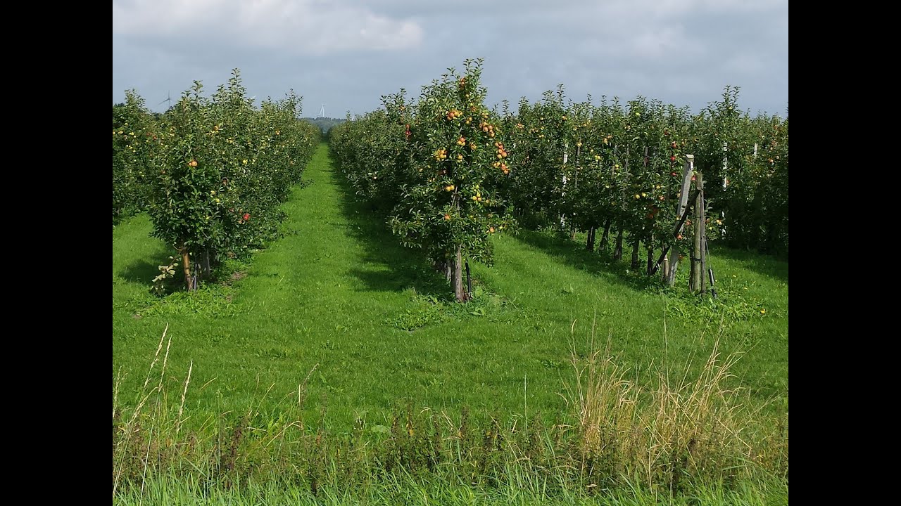 Beheersing van schurft door appelrassen te mengen