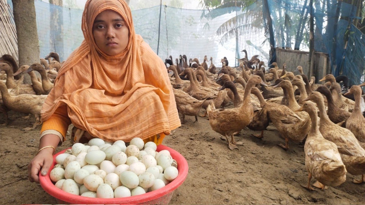 ১০০ হাঁস পালন করে মাসে কত টাকা ইনকাম করা সম্ভব। 