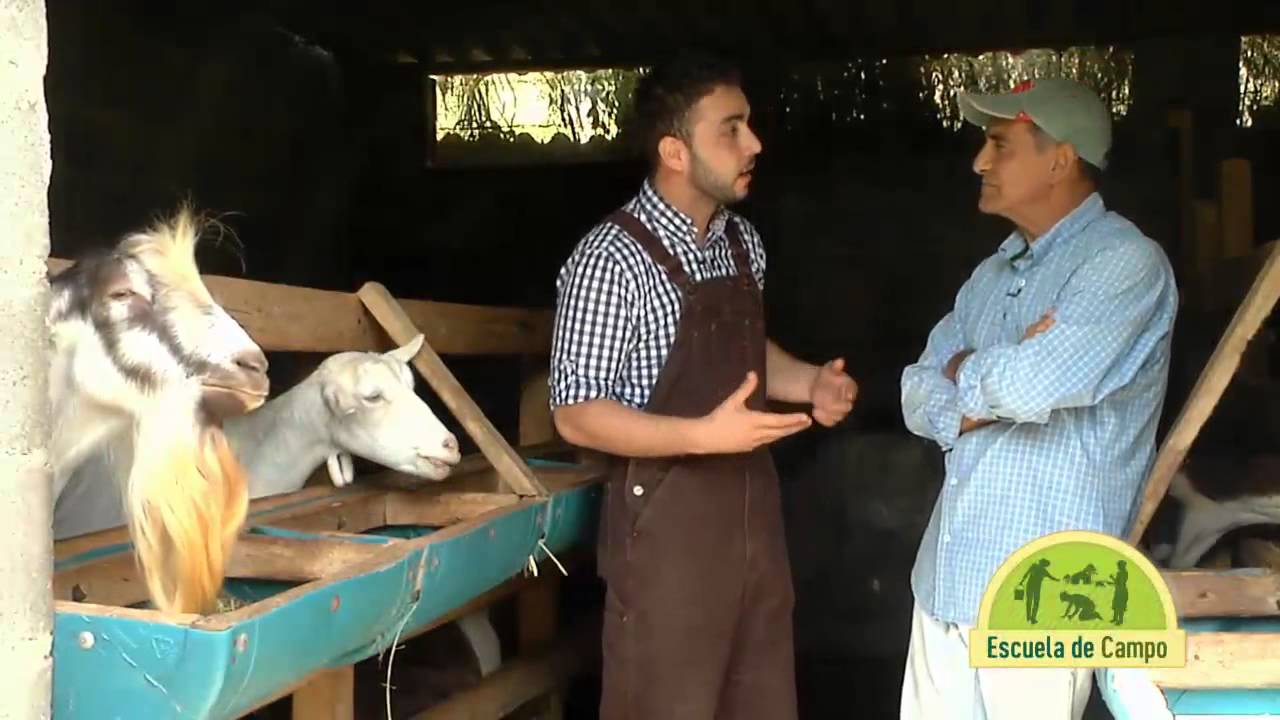 Escuela de campo: Sistemas caprinos de producción de leche - 23 de julio