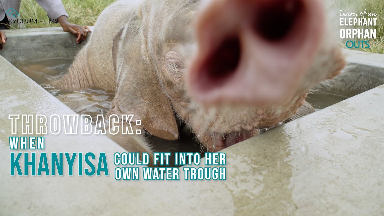 Dropped scene: When Khanyisa could fit in her own water trough #elephantdocumentary #babyelephants