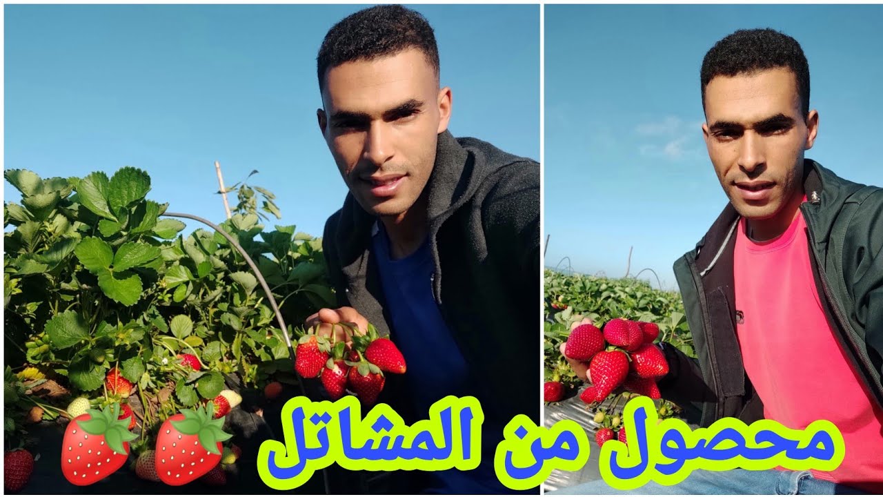 معلومات على تنشيط الفرولة 🍓  الإنتاج اكثر قبل انتهاء الموسم و بدأ تهيئة الإنتاج المشاتل
