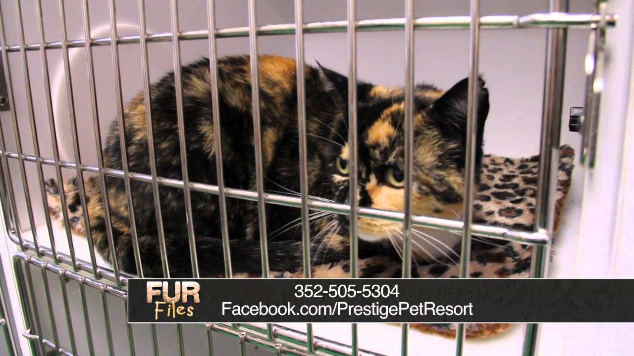Prestige Pet Resort - Fur Files 01
