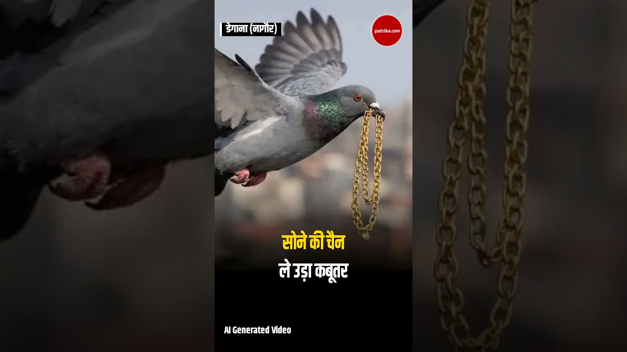 Rajasthan में चौकाने वाली घटना, कबूतर ले उड़ा सोने की चैन