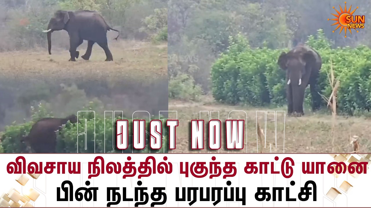விவசாய நிலத்தில் புகுந்த காட்டு யானை -பரபரப்பு காட்சி  | Gobichettipalayam | Forest Department