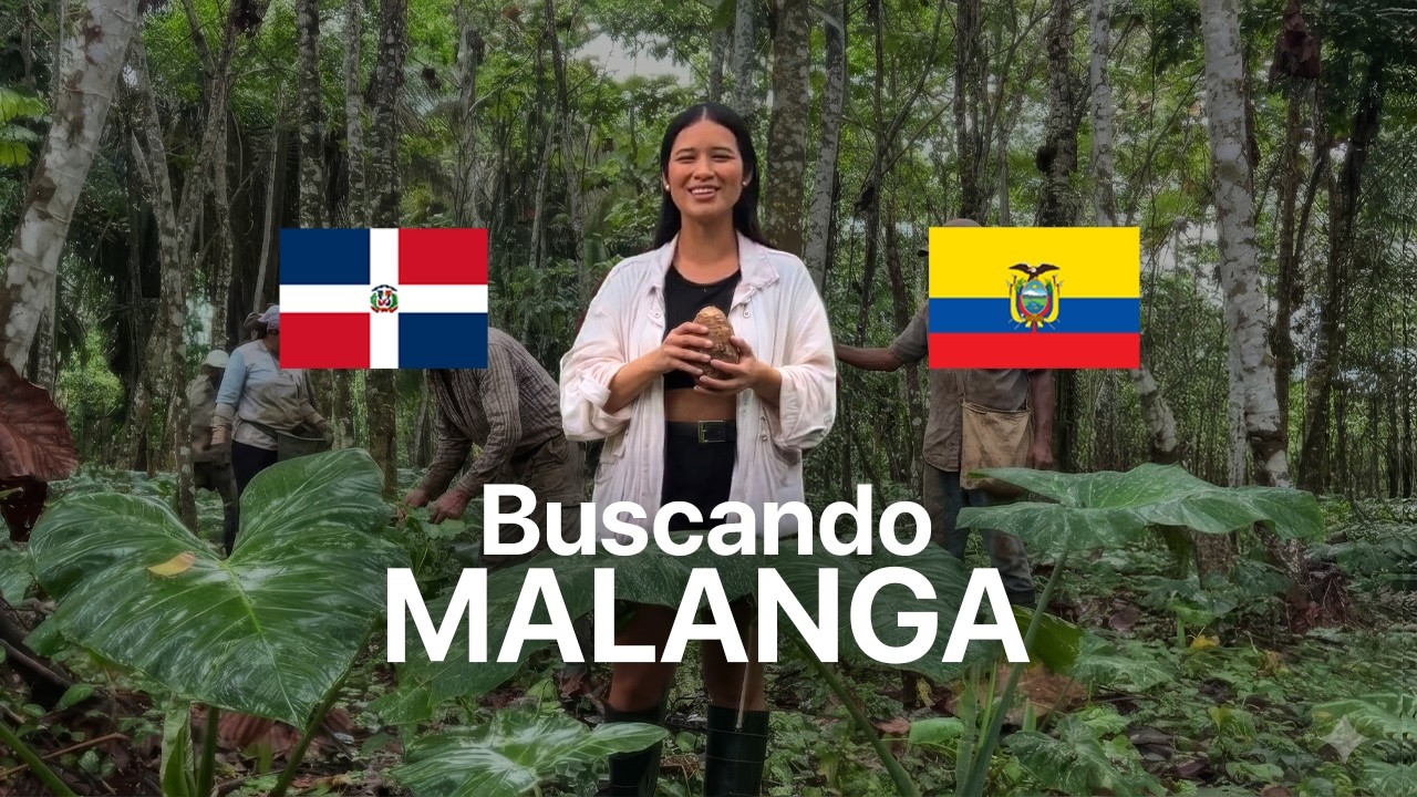Compradores dominicanos viajaron a Ecuador a buscar MALANGA