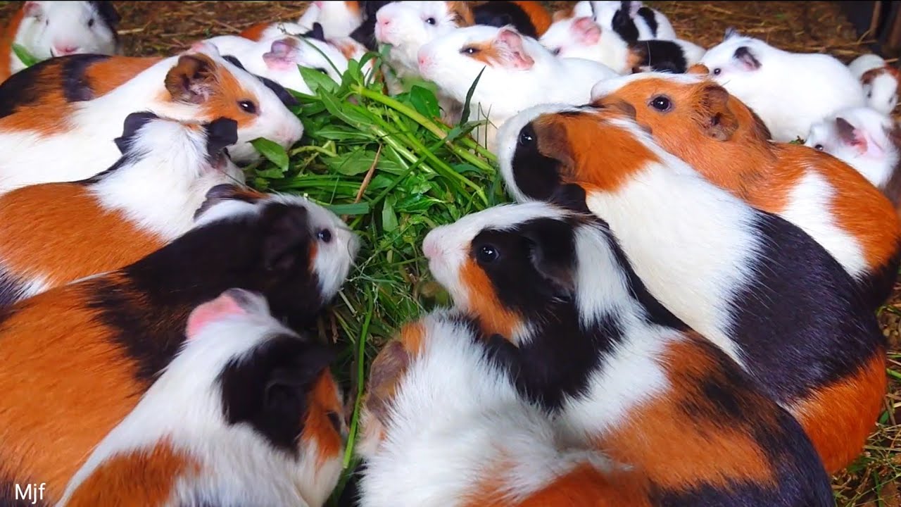 Cute Guinea pigs eating asmr, cute animals asmr, cute baby animals, cute guinea pig videos 