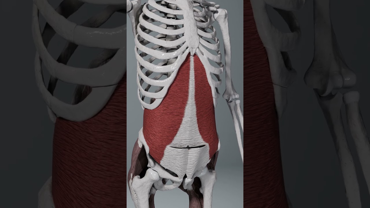 transversus abdominis abdominal breathing #abdomen #breathing  #muscle #anatomy #biomechanics