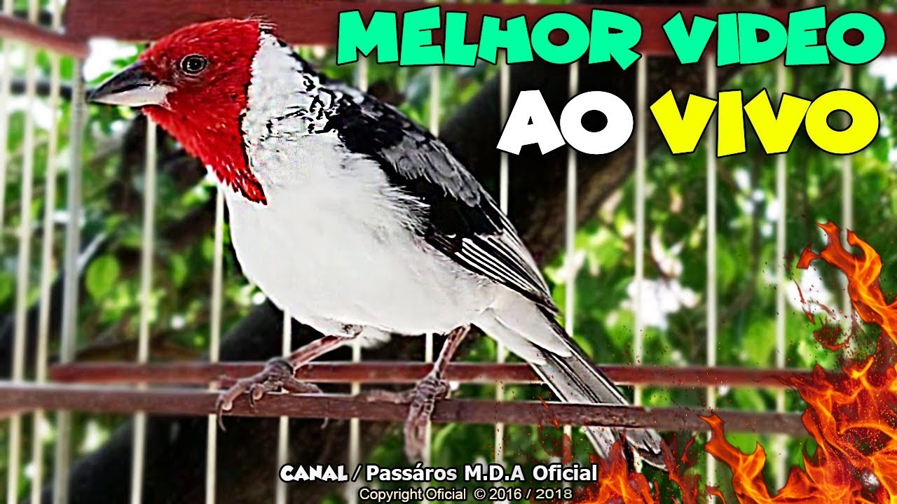 DEIXE SEU GALO DE CAMPINA LOUCO PRA CANTAR  ( ABRIR FOGO )🔥 !!! 08/18