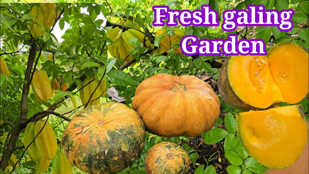  Star fruit  | Garpes 🍇 LEMON | DROPMANGOSTEEN | Kalabasa |  #garden