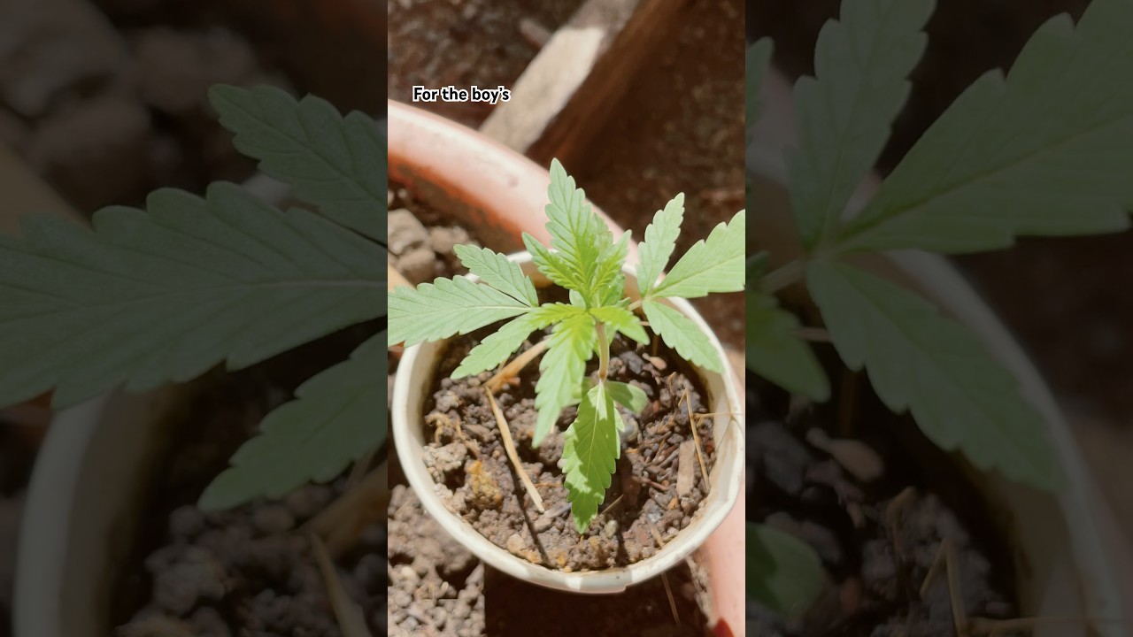 Healthy Cannabis seedling enjoying the Sun