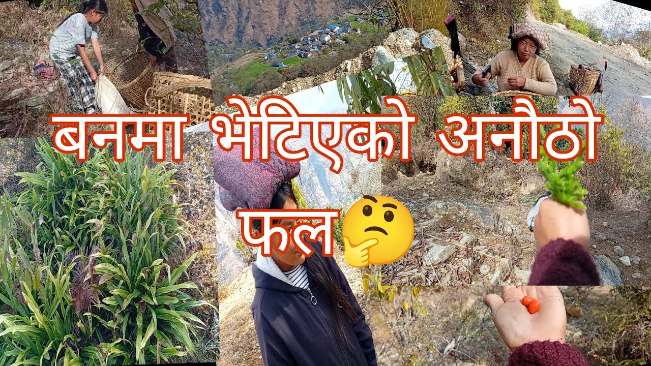 आज हामी वनतिर है तर अनौठो कुरा देखें😱#@ Aaratiranapun vlog#organicvideo# gaulejiban # vlog #gaughar 