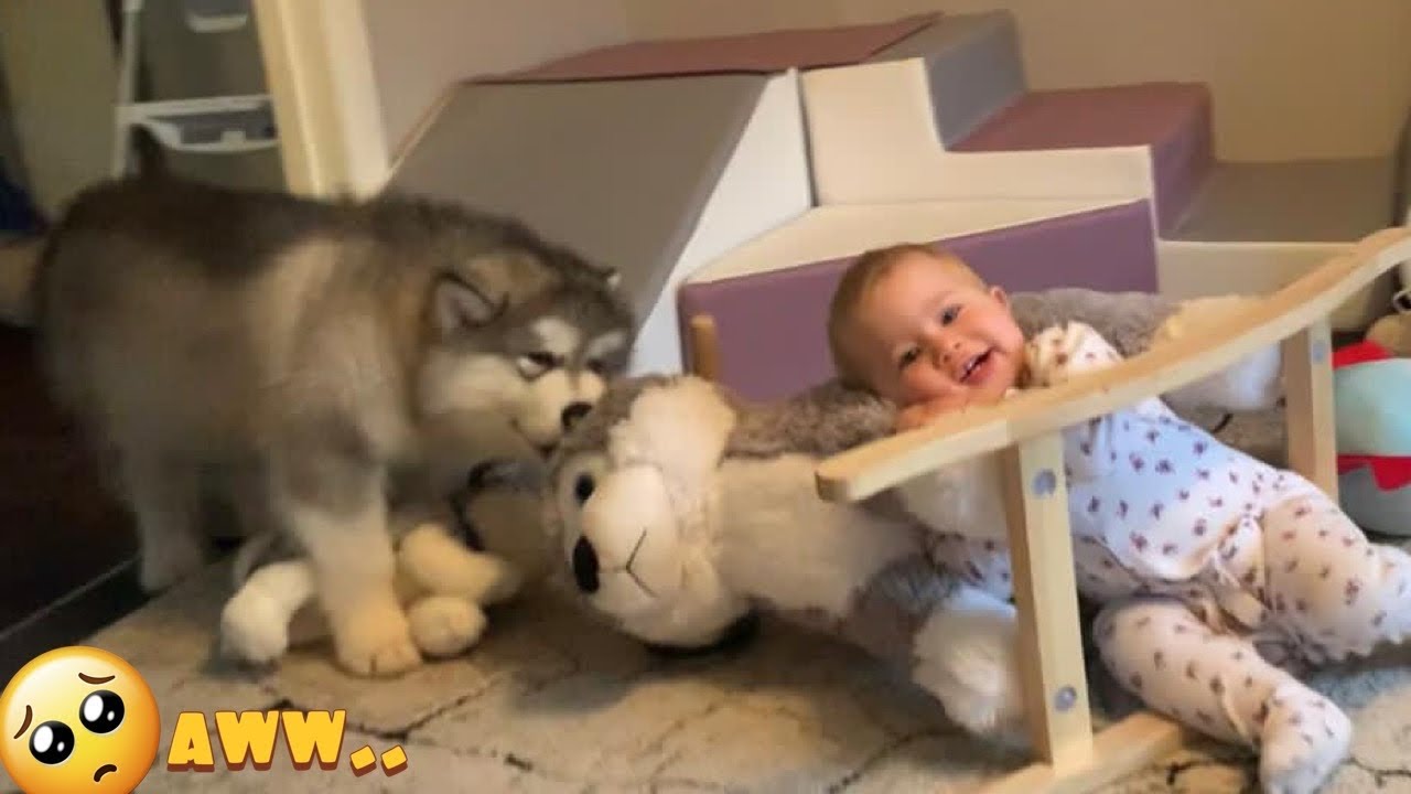 Baby And Puppy Malamute Play Together! (CUTEST EVER!!)