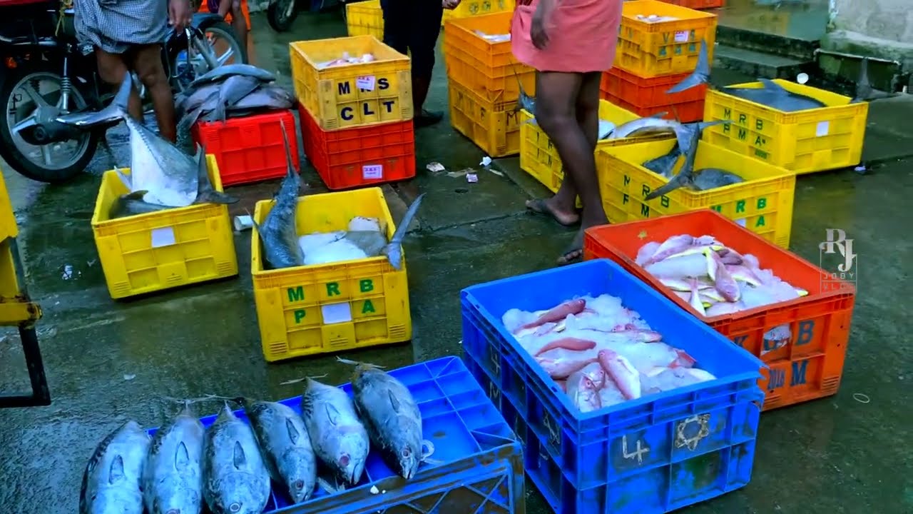 ലാലേട്ടനെ ആടുതോമയാക്കിയ ചങ്ങനാശേരി ചന്ദ🐬 | 🐬Fish Market Chanda | RJJoby vlog | Lalattan | Mo