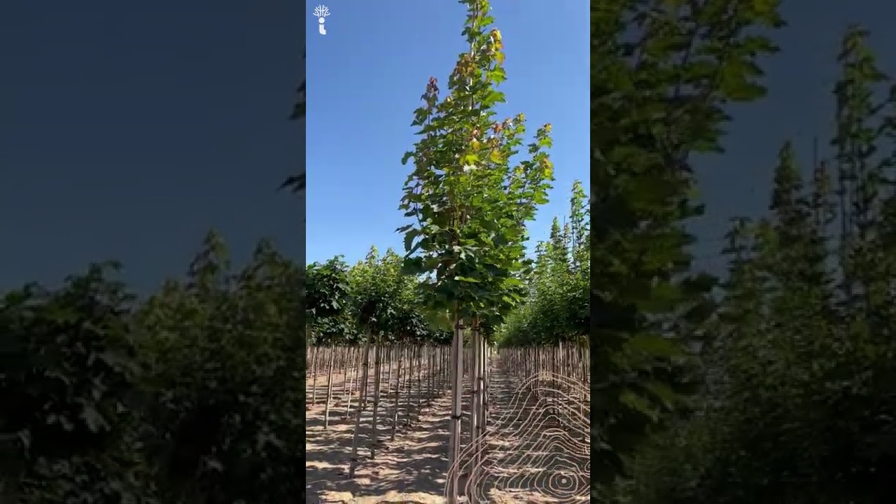 Spitzahorn | Acer platanoides 'Emerald Queen'