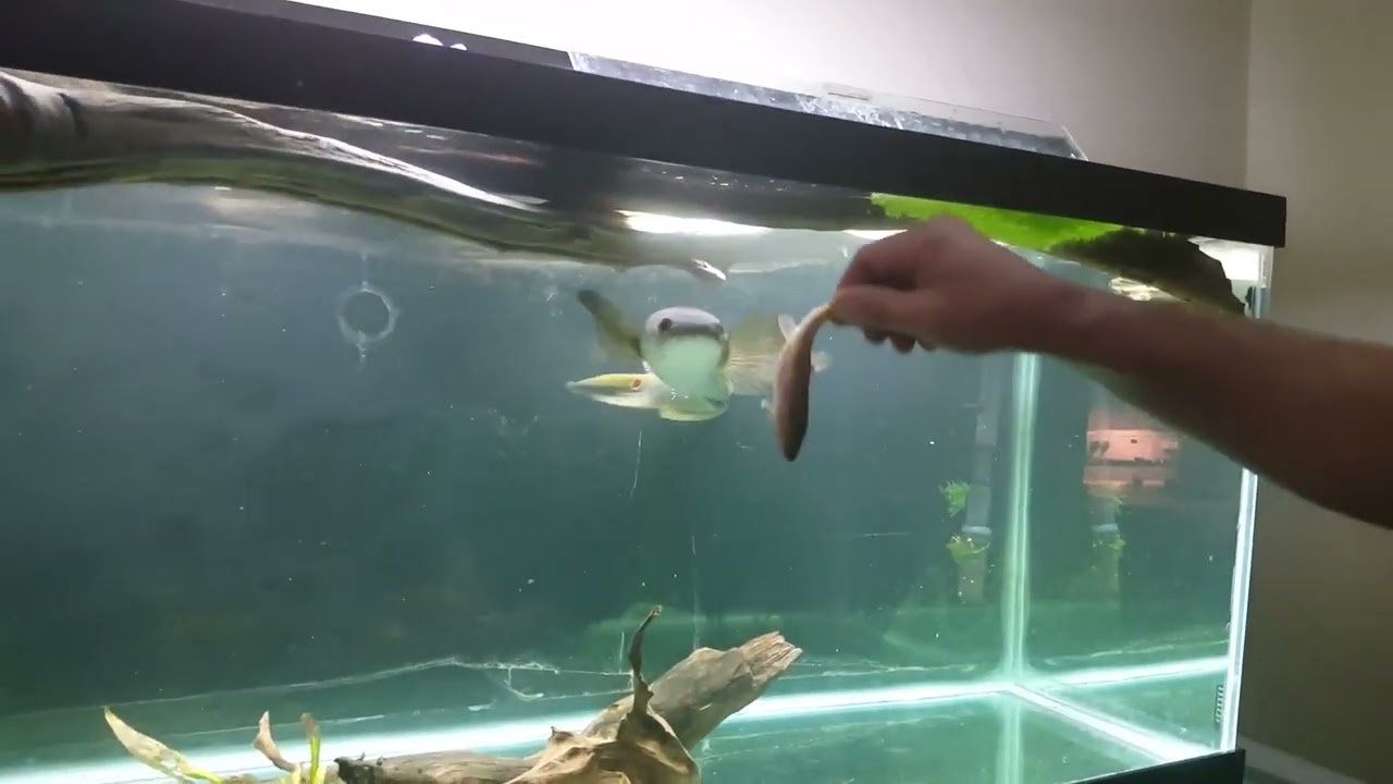 Bullseye Snakehead (Hand Fed in Aquarium)