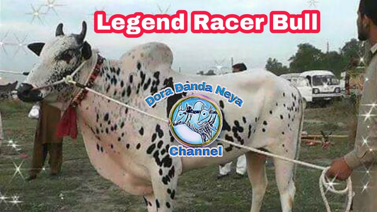 Bull Race in Pakistan - Champion Islamabadiaa best races