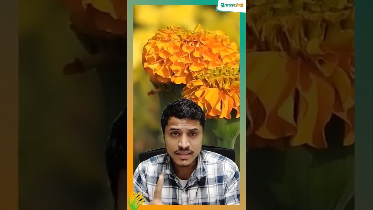 गेंदा के फूल में मुनाफा देख कर चौक जाओगे  | marigold farming profit per acre, marigold flower