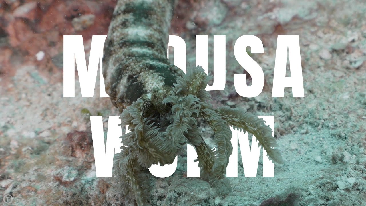 7m Long MEDUSA WORM - creepy marine creature Mini Doco