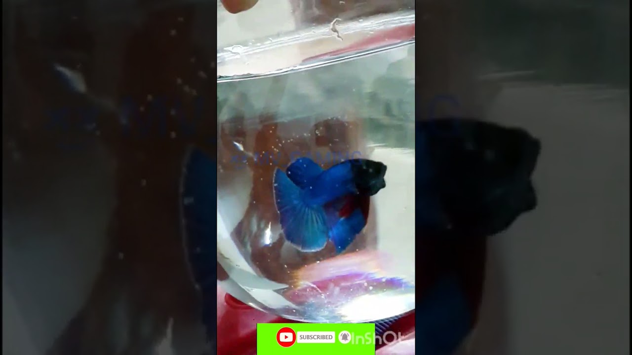Fighter fish 💯likes#ktmlover #ffmaxnewevent #fitar
