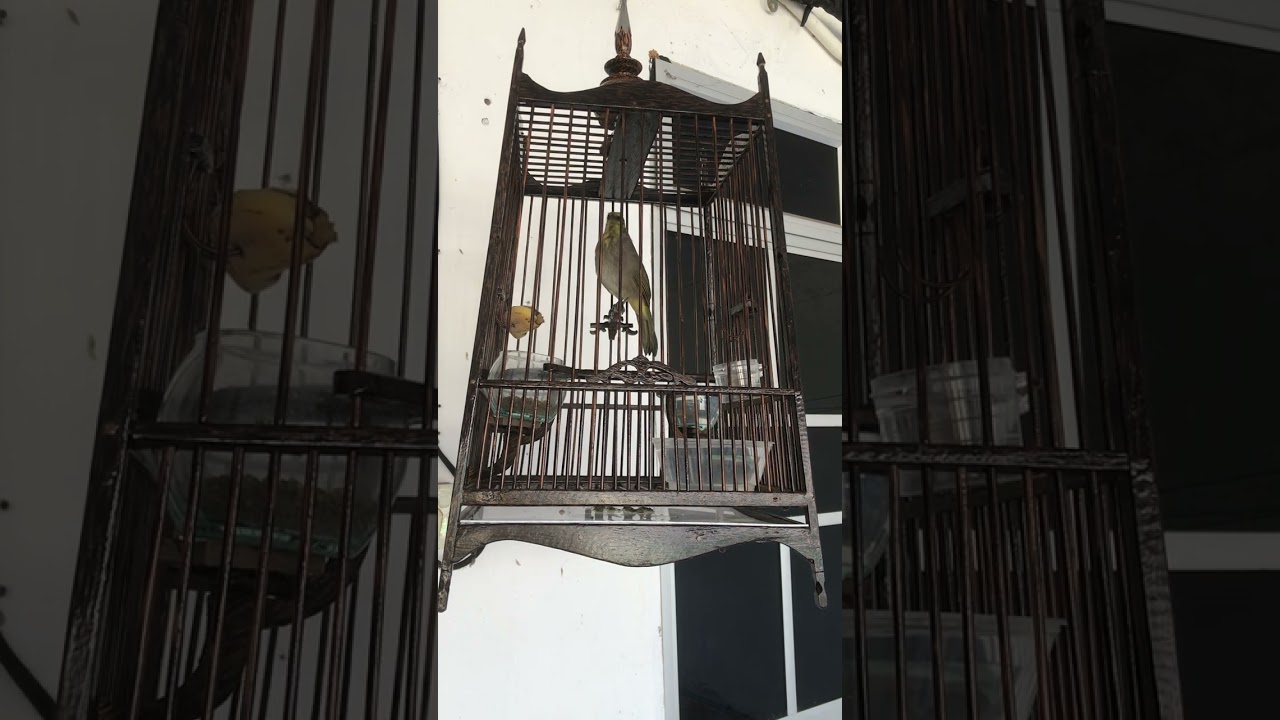 Denak merbah lekir #kenzo #birds #hobi #pikatan