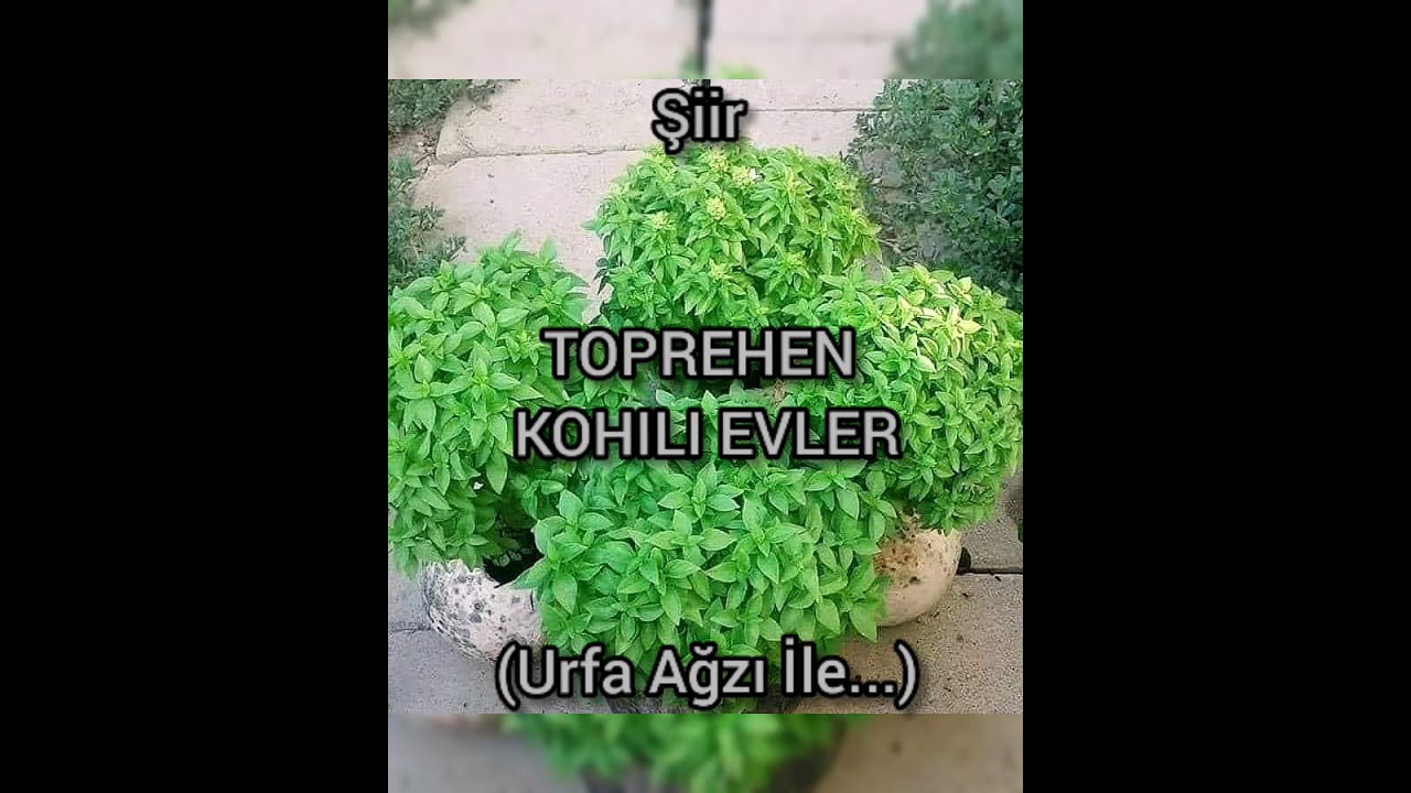 Şiir - TOPREHEN KOHILI EVLER (Urfa Ağzı İle)