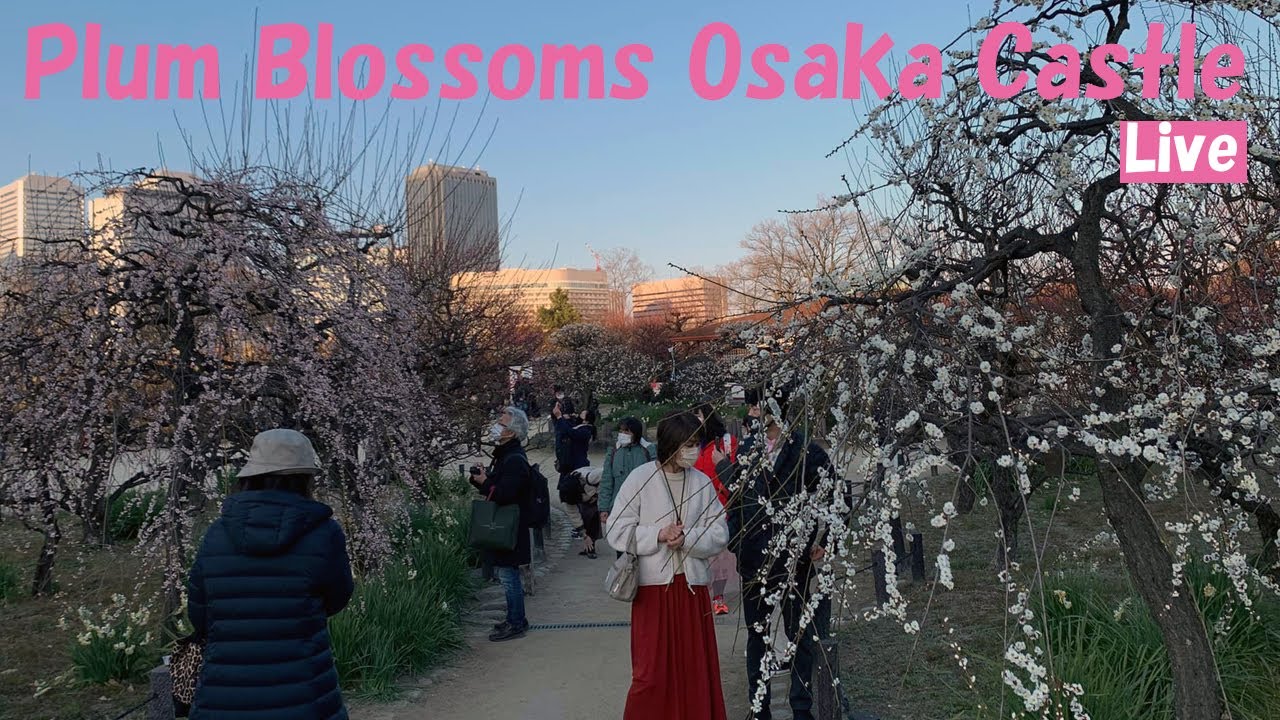 Plum Blossoms Osaka Castle Walk Live