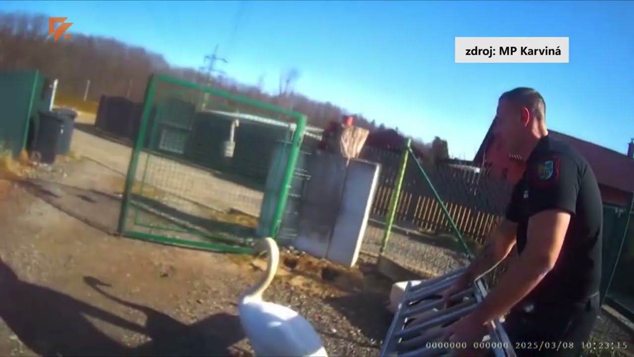 MP KARVINÁ: Strážníci v Karviné řešili divoké labutě