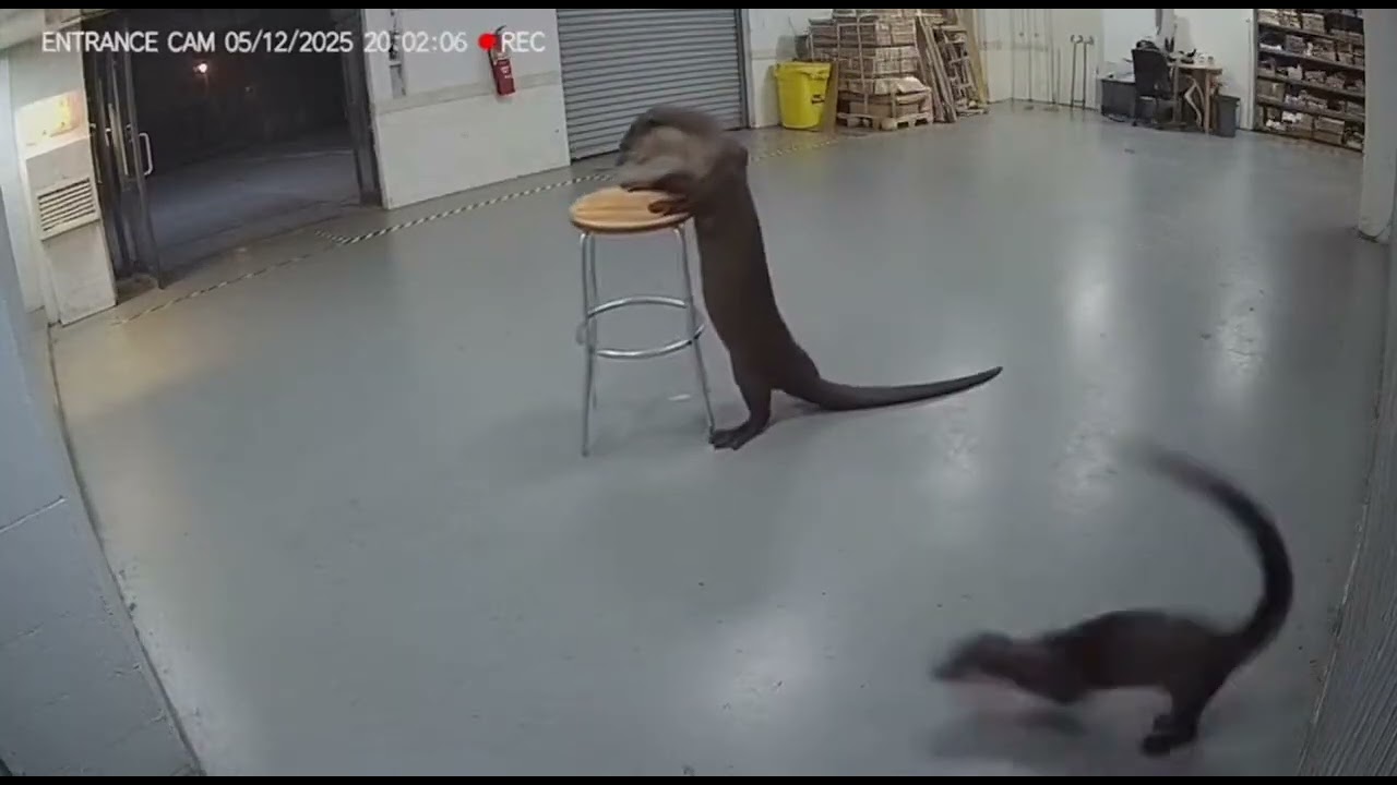 Unedited Footage Reveals A Giant Otter in Shocking Scene