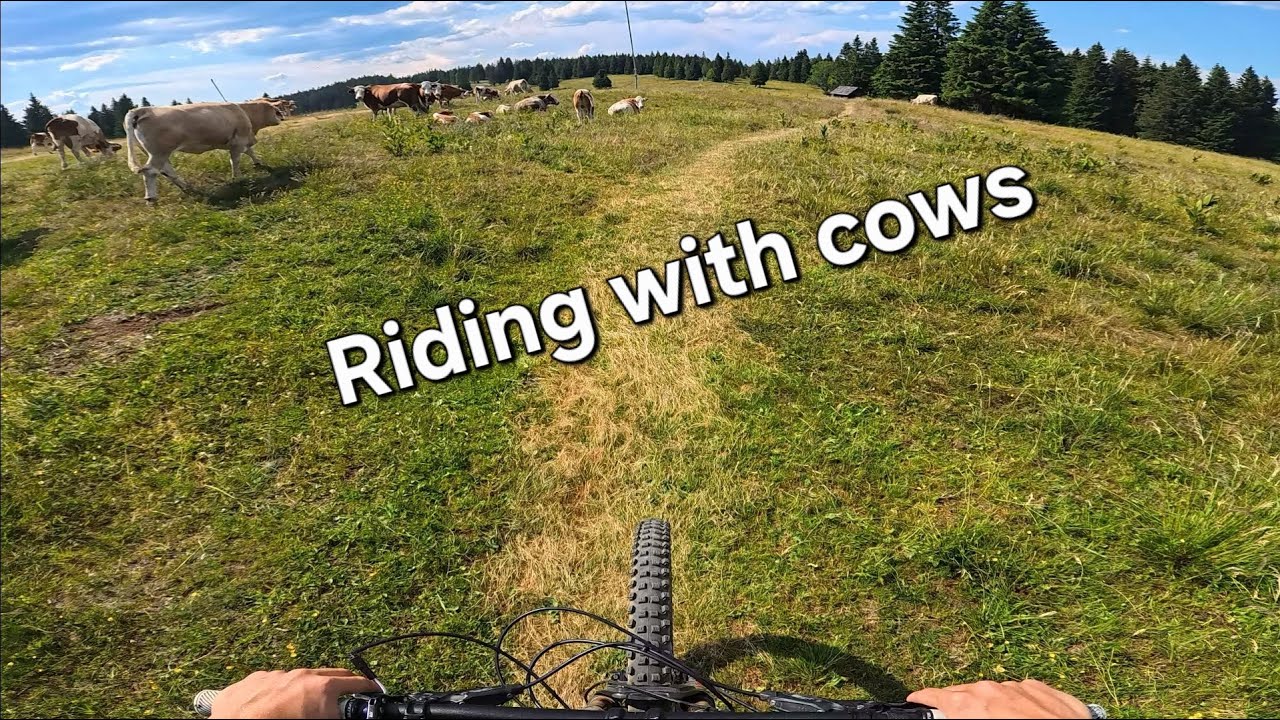 Bike park Rogla
