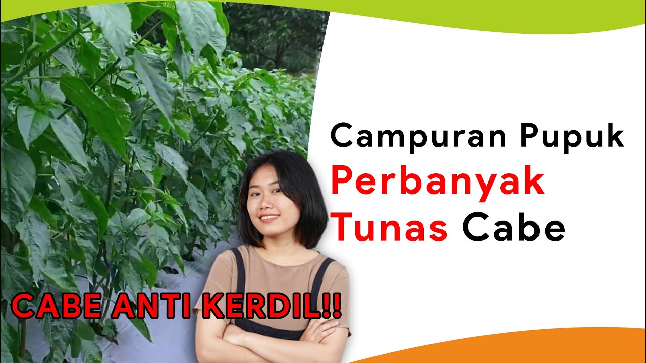 Cara Pemupukan Cabe Cepat Gede, Subur Sekaligus Memperbanyak Tunas Baru