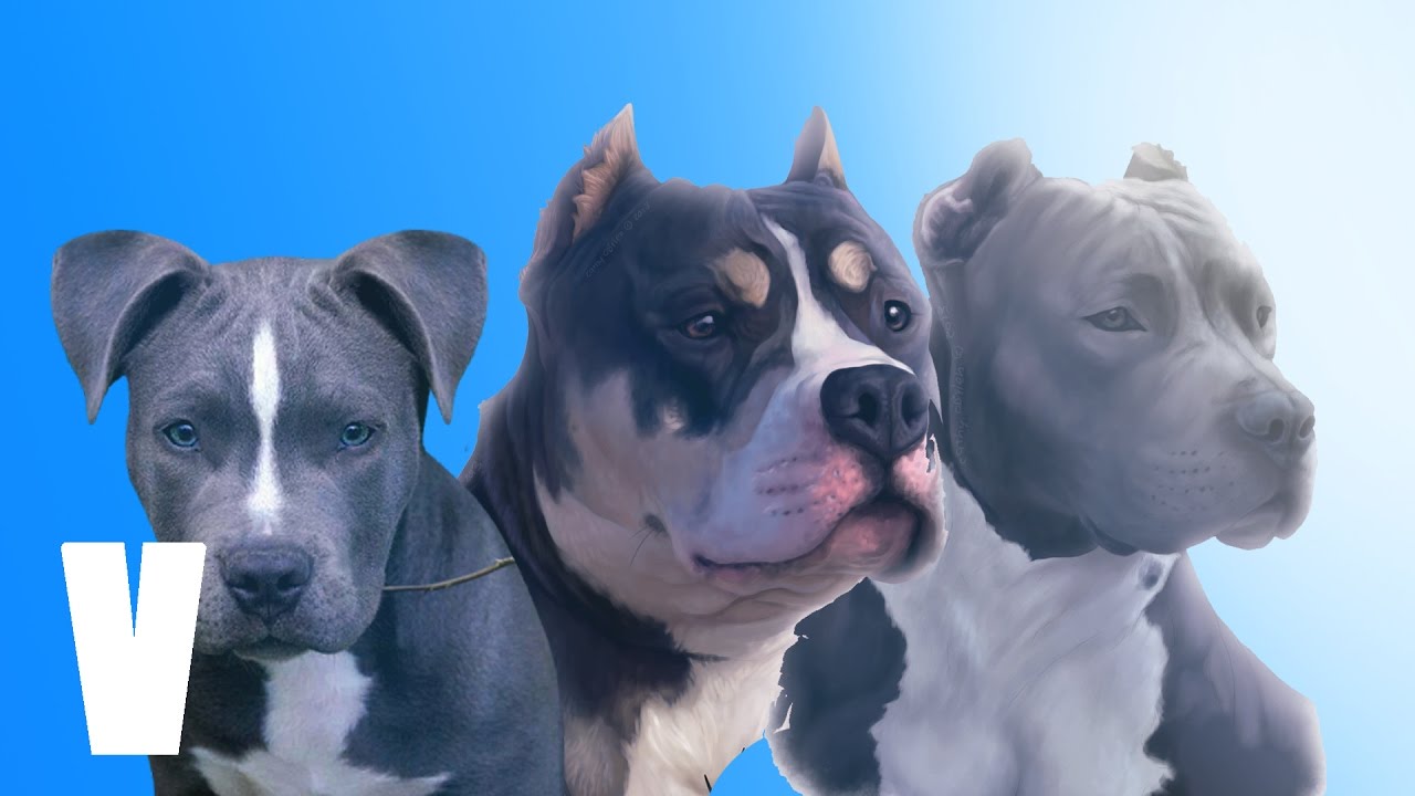 Diferentes tipos de PITBULL - Types of PITBULL