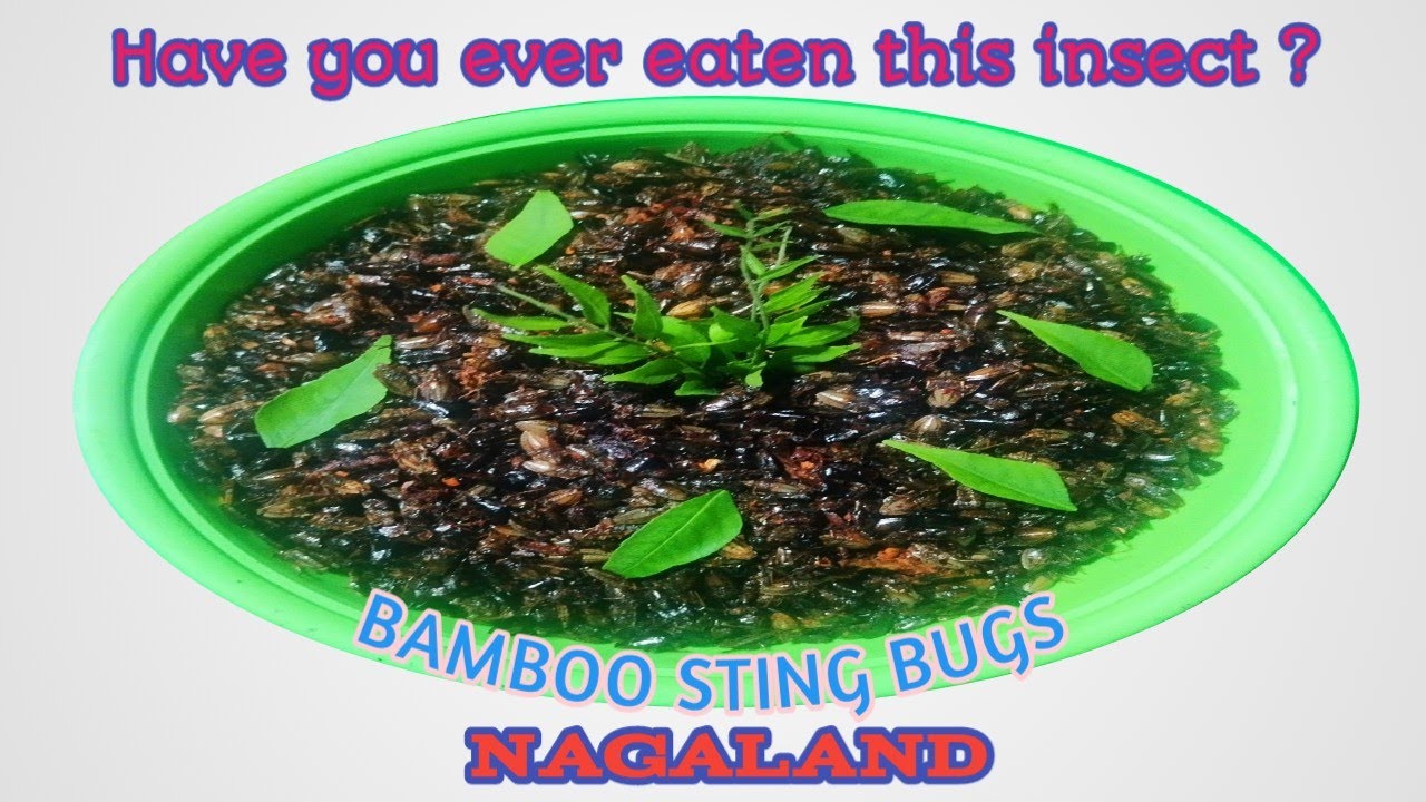Bamboo Sting bugs|| Naga Style  #yummy #insect #nagaland #Etu beshi metha ase 🇮🇳