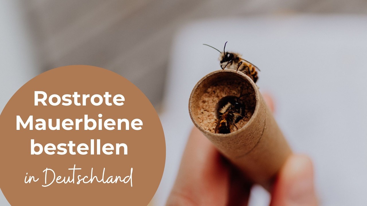 Rostrote Mauerbiene bestellen: So funktioniert’s (Deutschland)