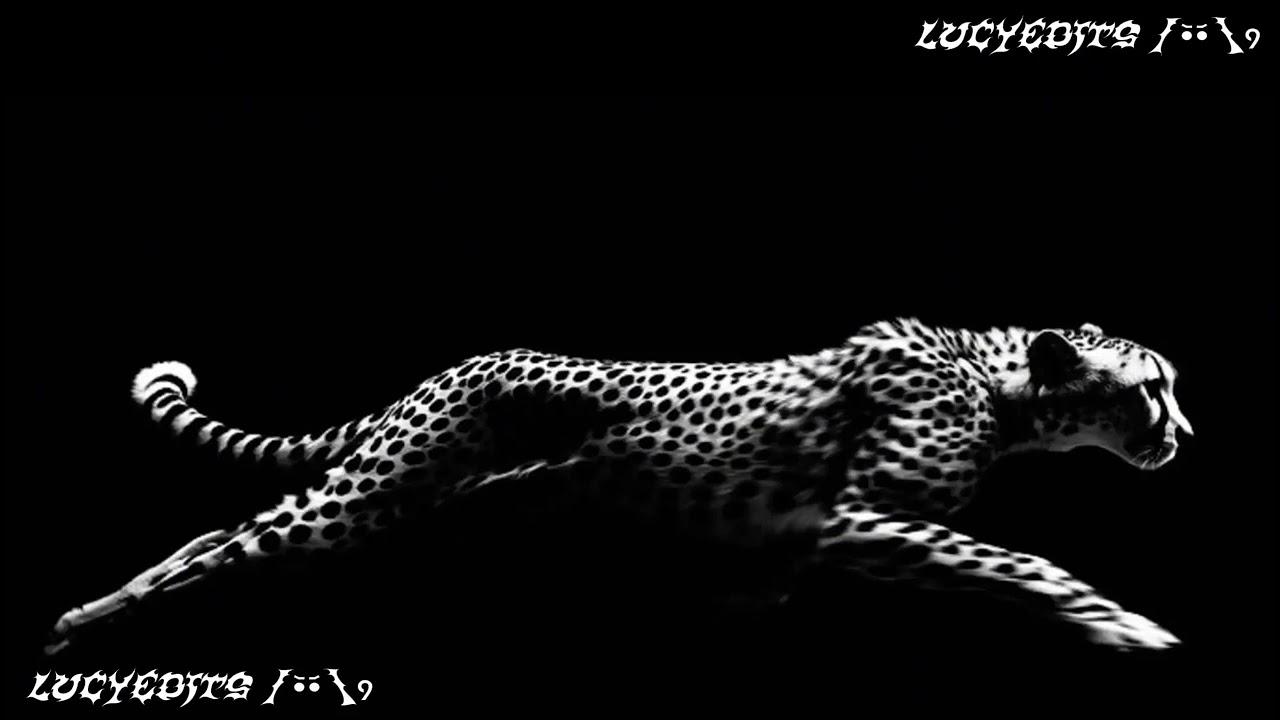 Badass/cold edit audios bc you are the dangerous mobster +TIMESTAMPS ||LucyEdits||