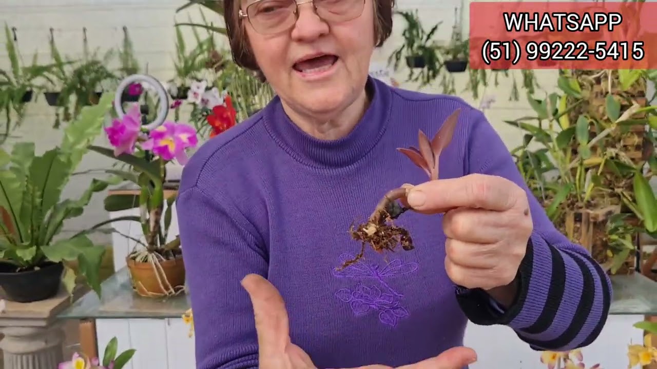Cultivando Orqu&iacute;dea Ludisia popular Pipoca