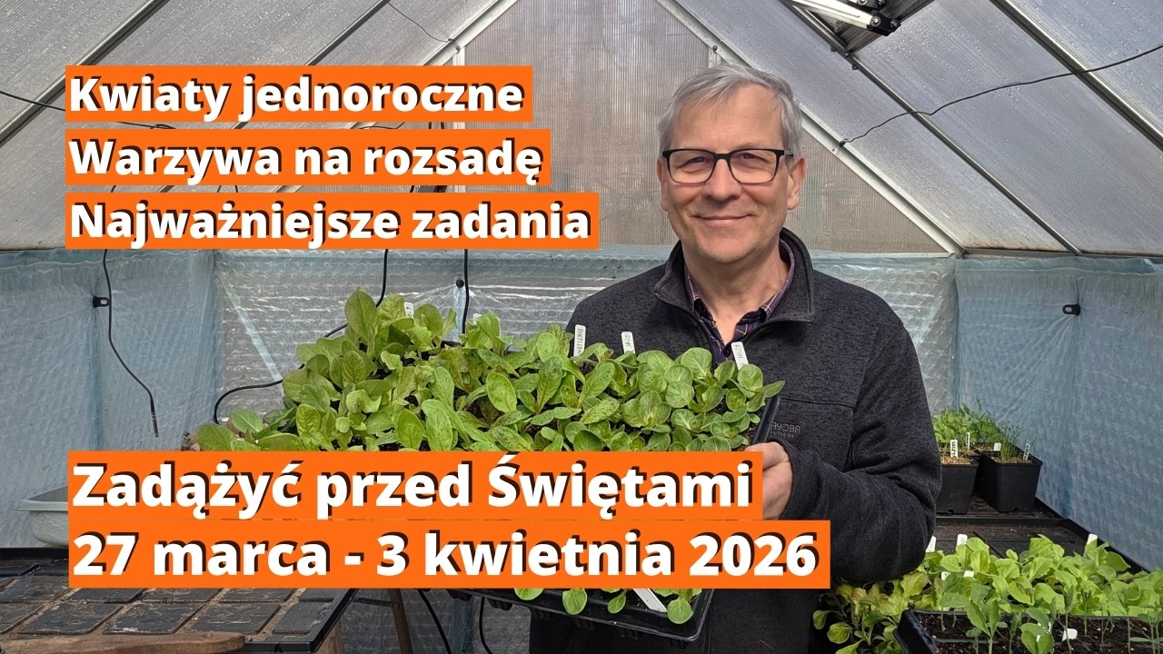 Tydzień w ogrodzie 27 marca - 3 kwietnia 2026. Najważniejsze siewy i sadzenie przed Świętami.