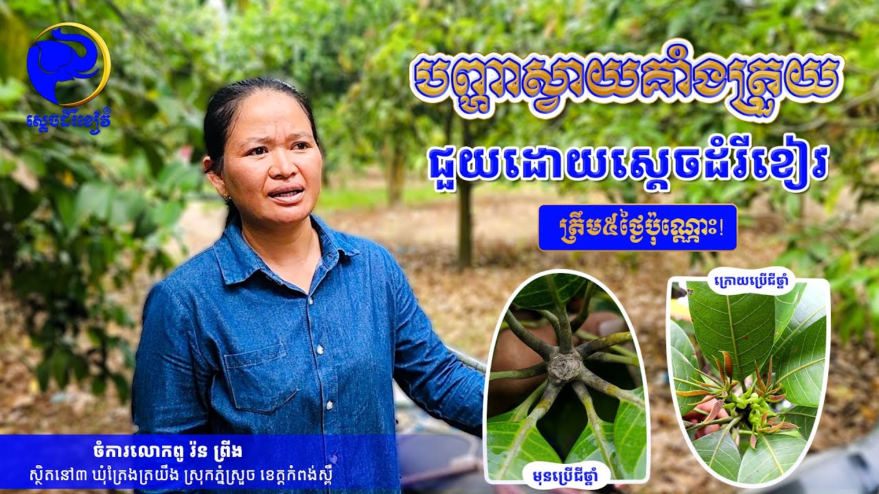 ដោះស្រាយបញ្ហាស្វាយគាំងត្រួយត្រឹម៥ថ្ងៃប៉ុណ្ណោះ