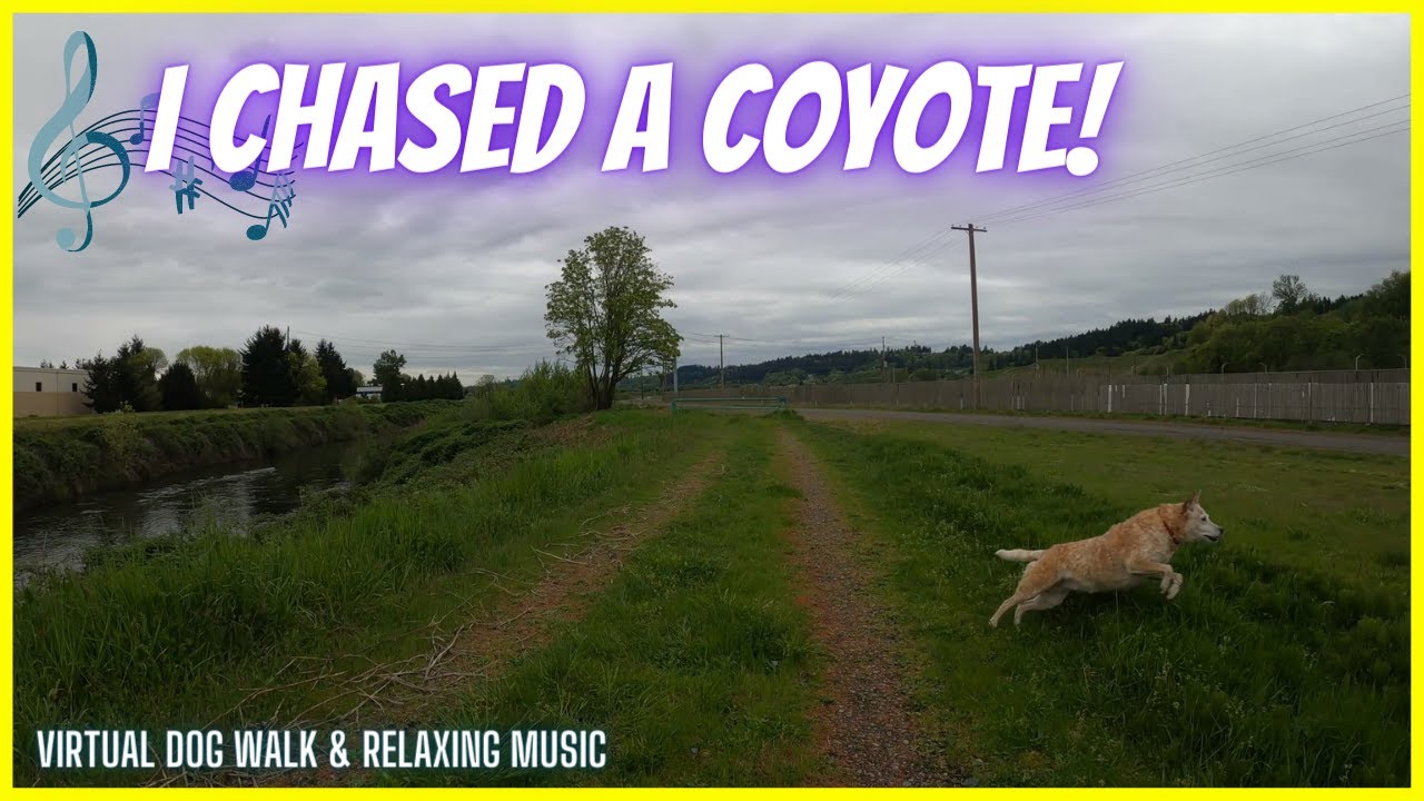 Walk Along the River From Three Friends Fishing Hole Park / Relaxing Music & Virtual Dog Walk