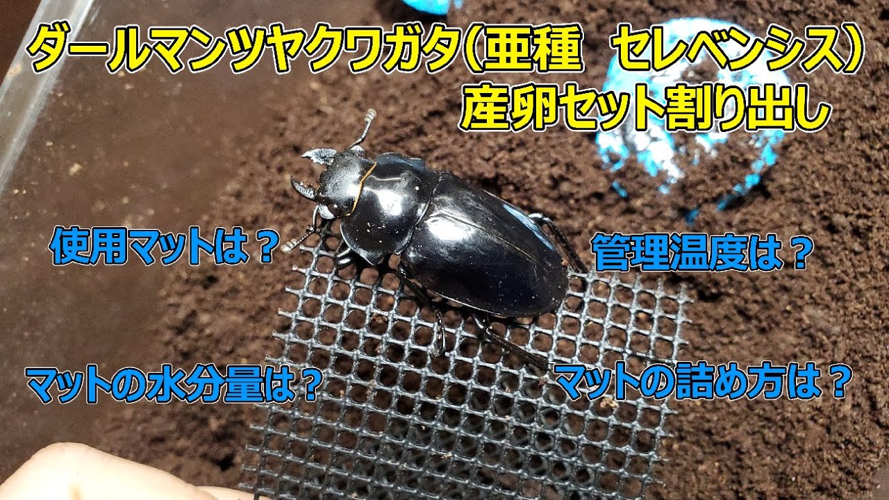 ダールマンツヤクワガタ　ペレン島産　亜種セレベンシス　産卵セット割り出し